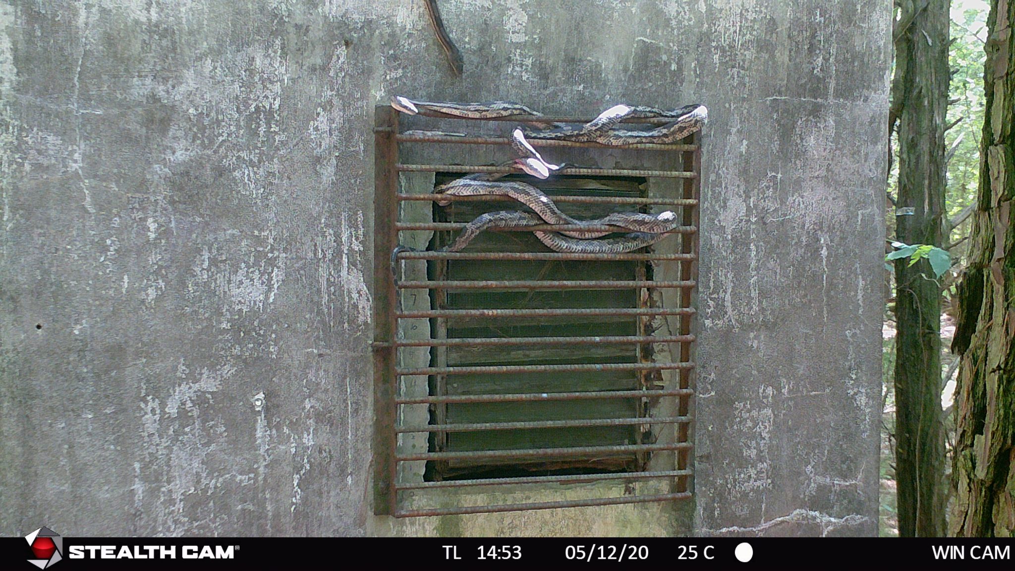 16 two big snakes basking 3 